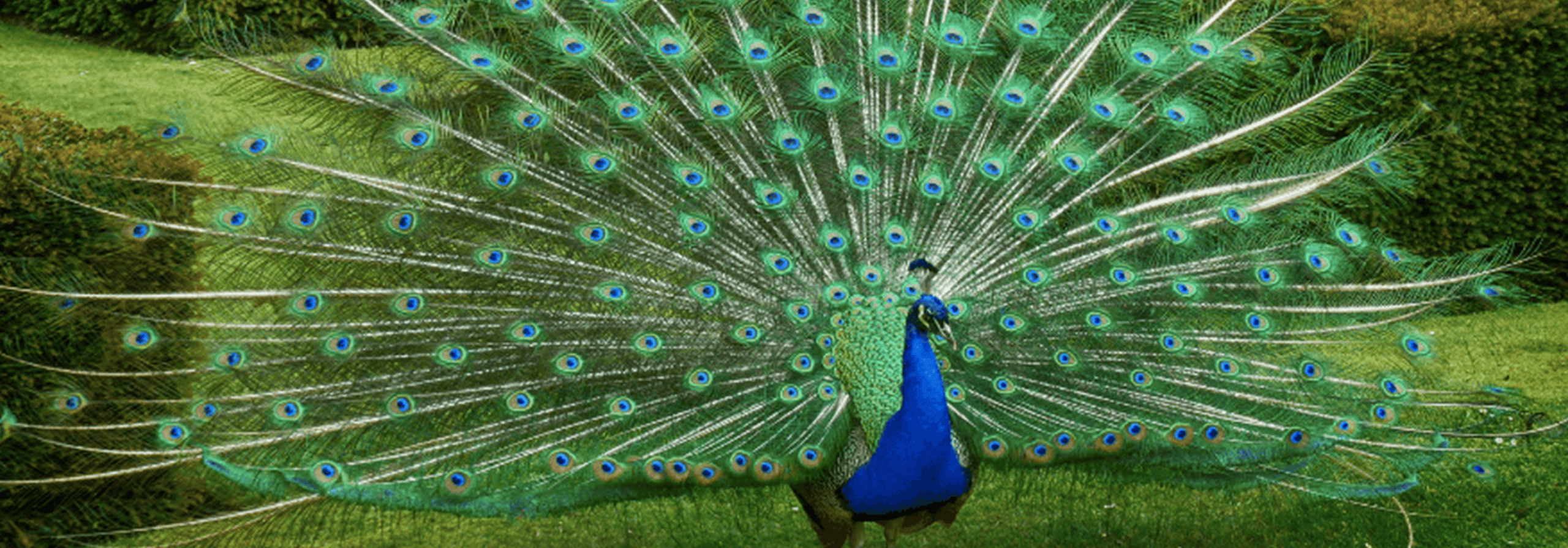 A beautiful peacock spreads its feathers at the Saskatoon Forestry Farm and Zoo in Silverspring Saskatoon